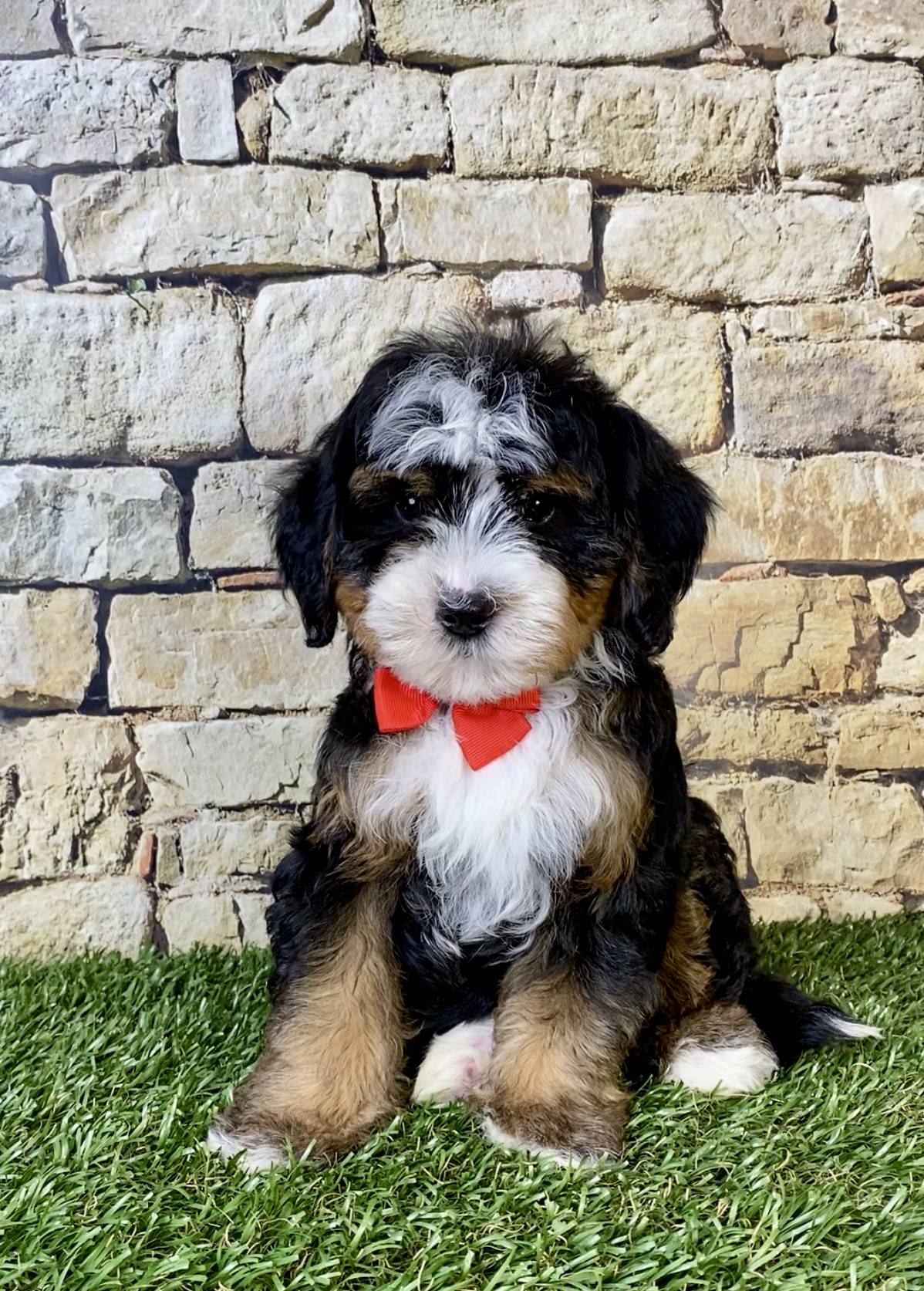 Mr. Russel the F2 Mini-Bernedoodle photo 3