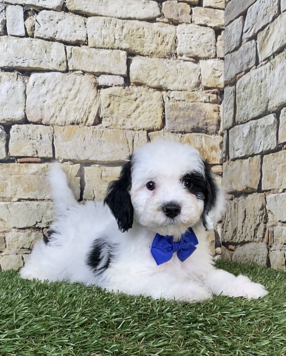 Mr. Smoke the F1B Micro Mini-Bernedoodle photo 2