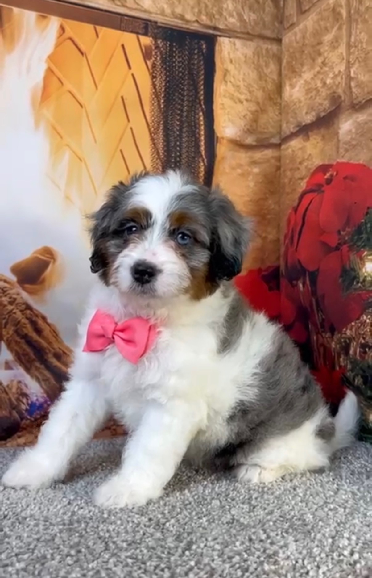 Ms. Bubbles the F1-B Micro Mini-Bernedoodle photo 4