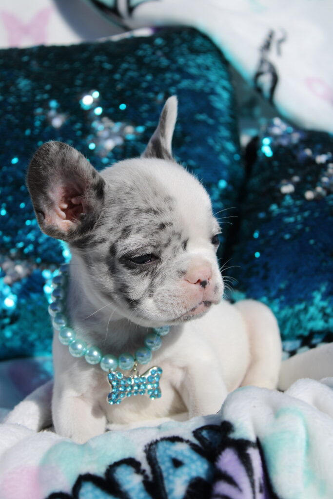 Meet Jackson, photo 2