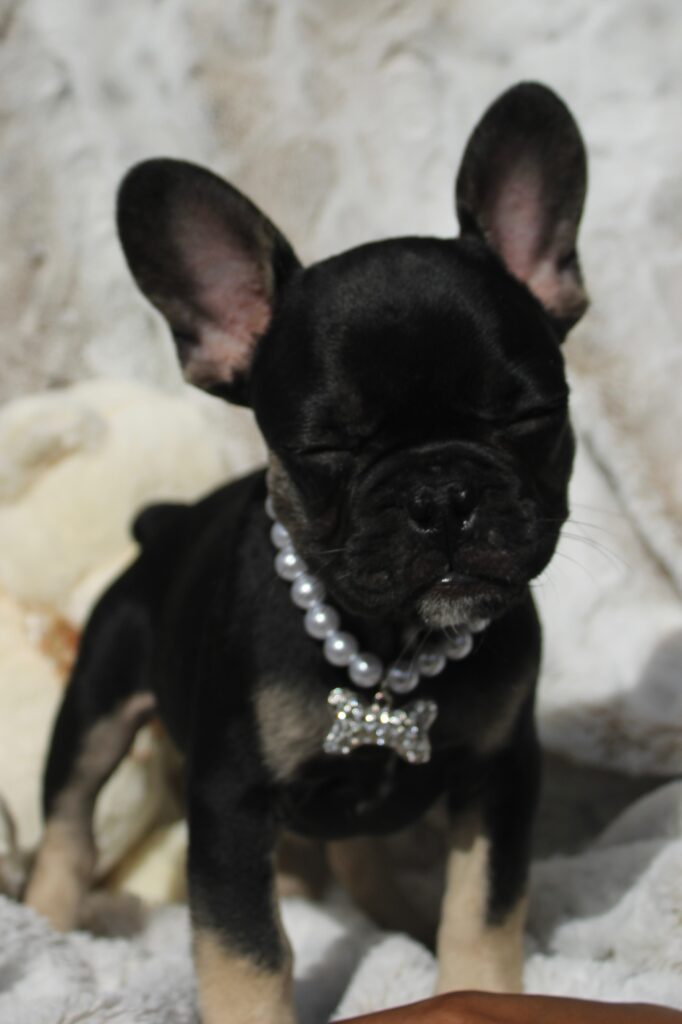 Rex photo 4