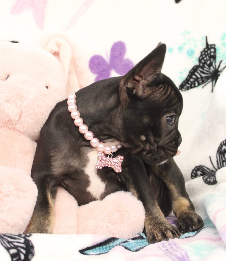 Lilly photo 4