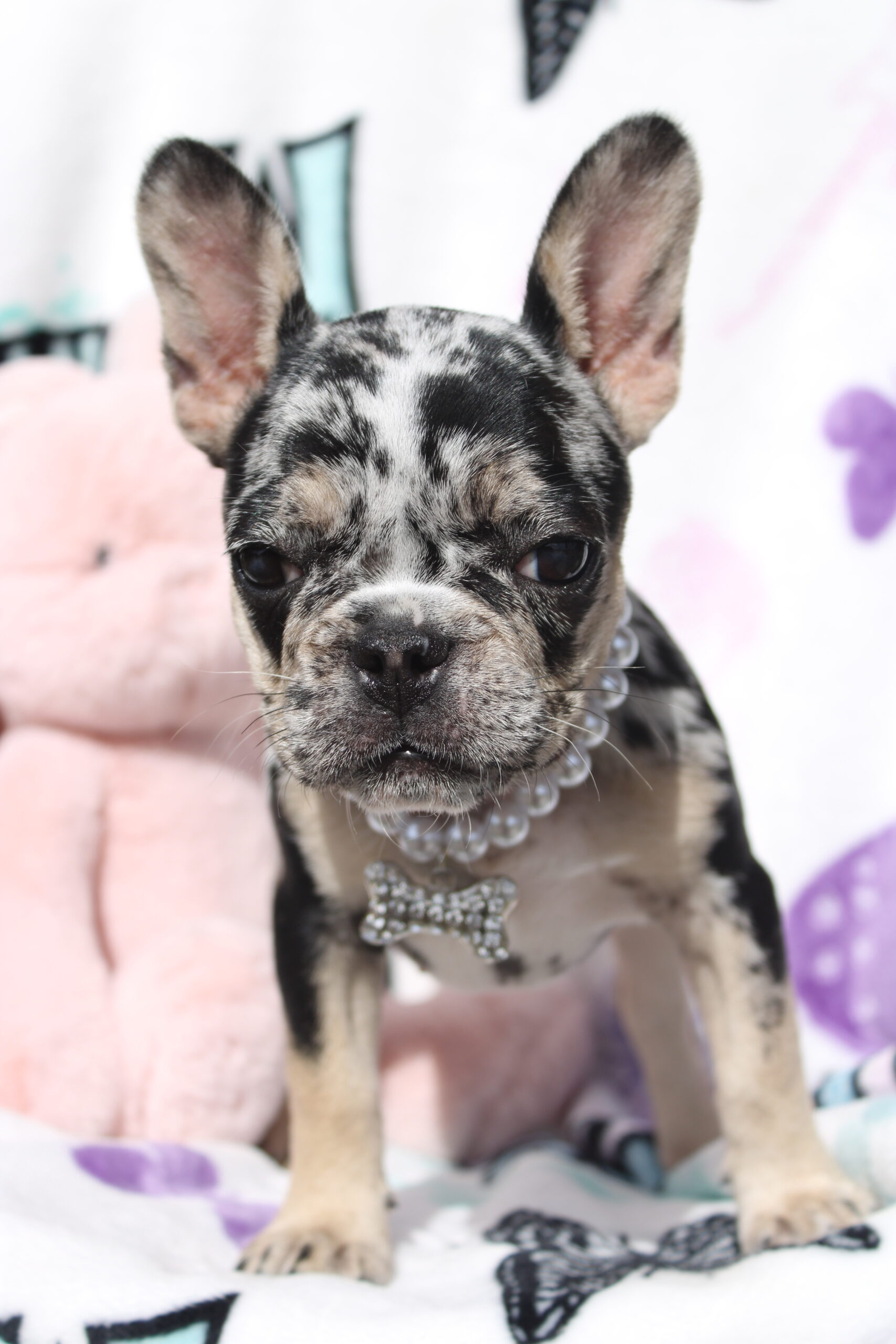 Roxy