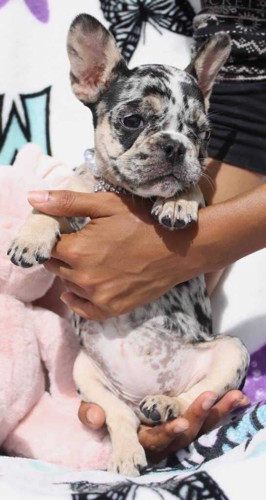 Roxy photo 2