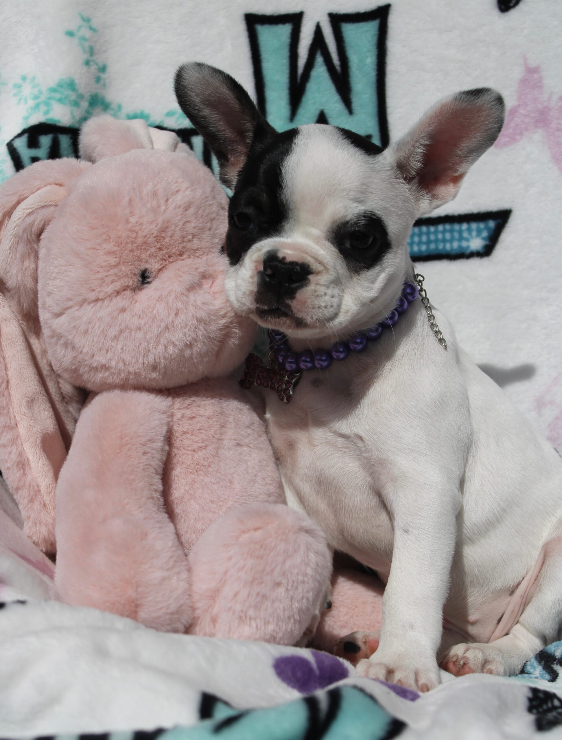 Lola