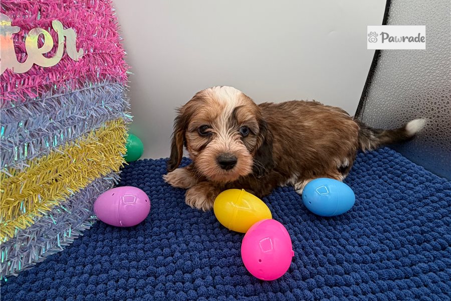 Benny photo 5