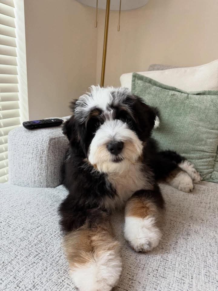 Bella photo 2